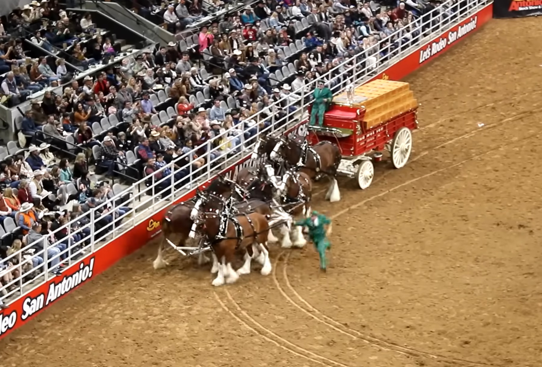 San Antonio rodeo Clydesdale horse collapse goes viral