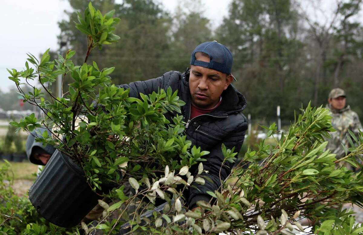 Ivan Albiter carries plants as he and other workers gather plants to be covered under plastic sheets at 1314 Landscape Solutions and Nursery ahead of the Arctic freeze, Thursday, Dec. 22, 2022, in Conroe. Michael Potter says the last frost date is just around the corner. March 4 is the average; however, we can still have light freeze events into mid-March.