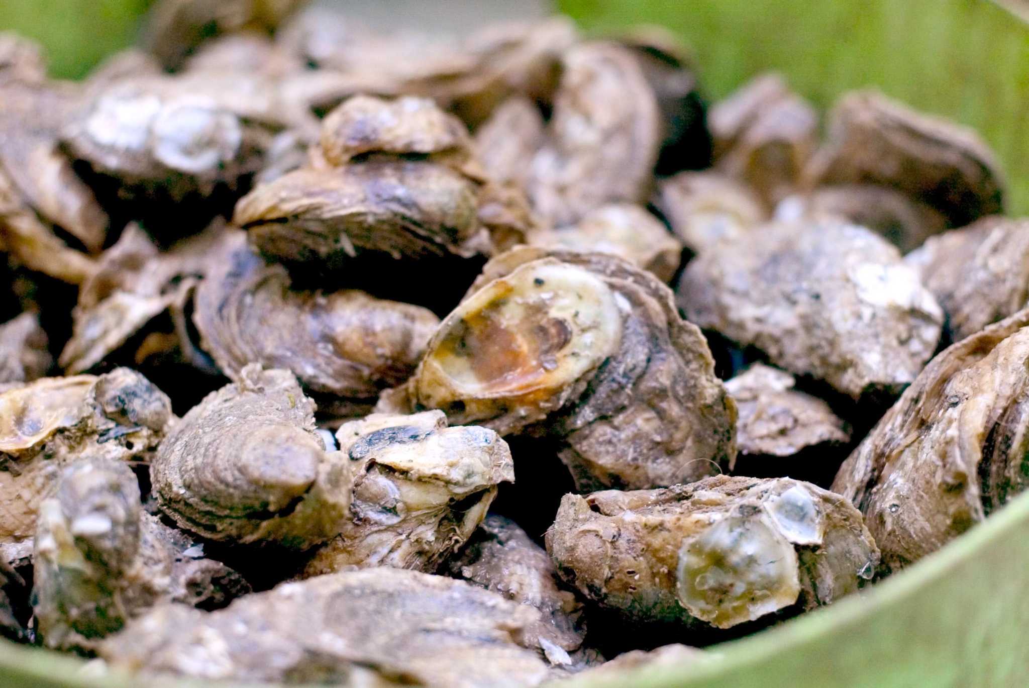 Fredericksburg Oyster Festival returns