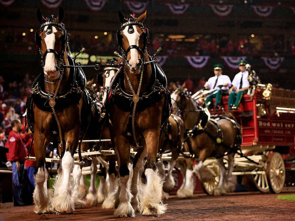 The Budweiser Clydesdales circle the field during pre-game ceremonies prior to Game Two of the National League Championship Series between the St. Louis Cardinals and the San Francisco Giants at Busch Stadium on October 12, 2014 in St Louis, Missouri.