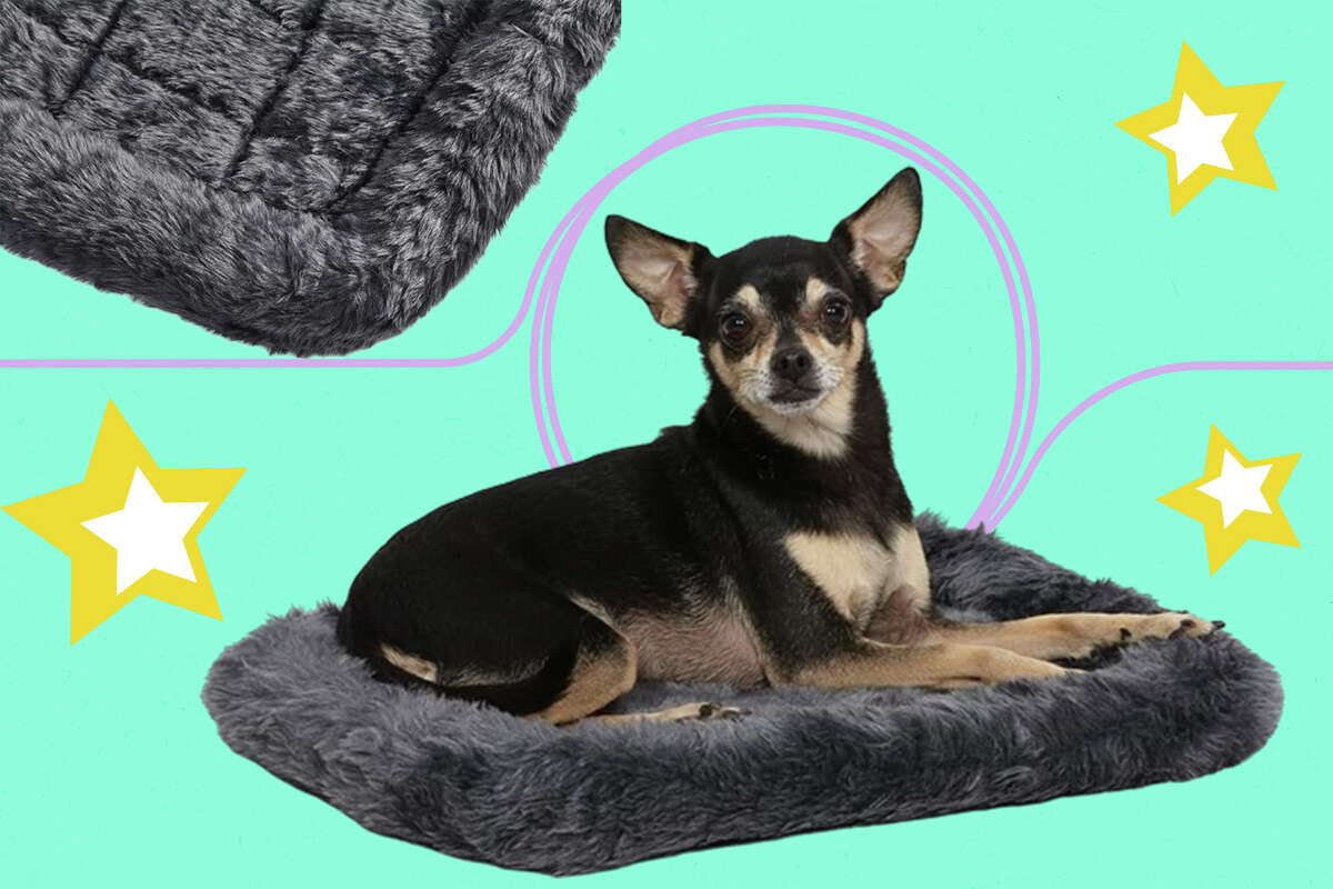 should-you-put-dog-bed-crate