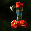 Hummingbirds set to migrate across Texas