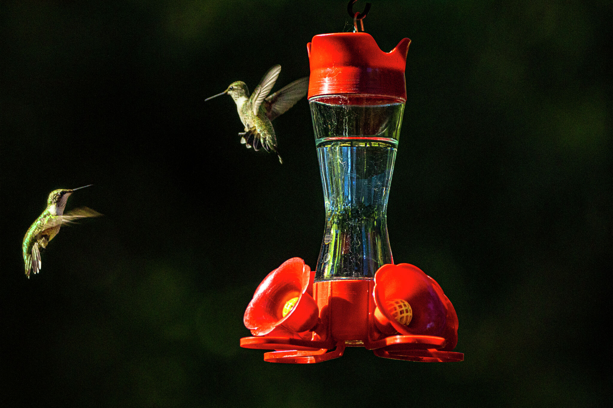 Hummingbirds migration across Texas soon to begin
