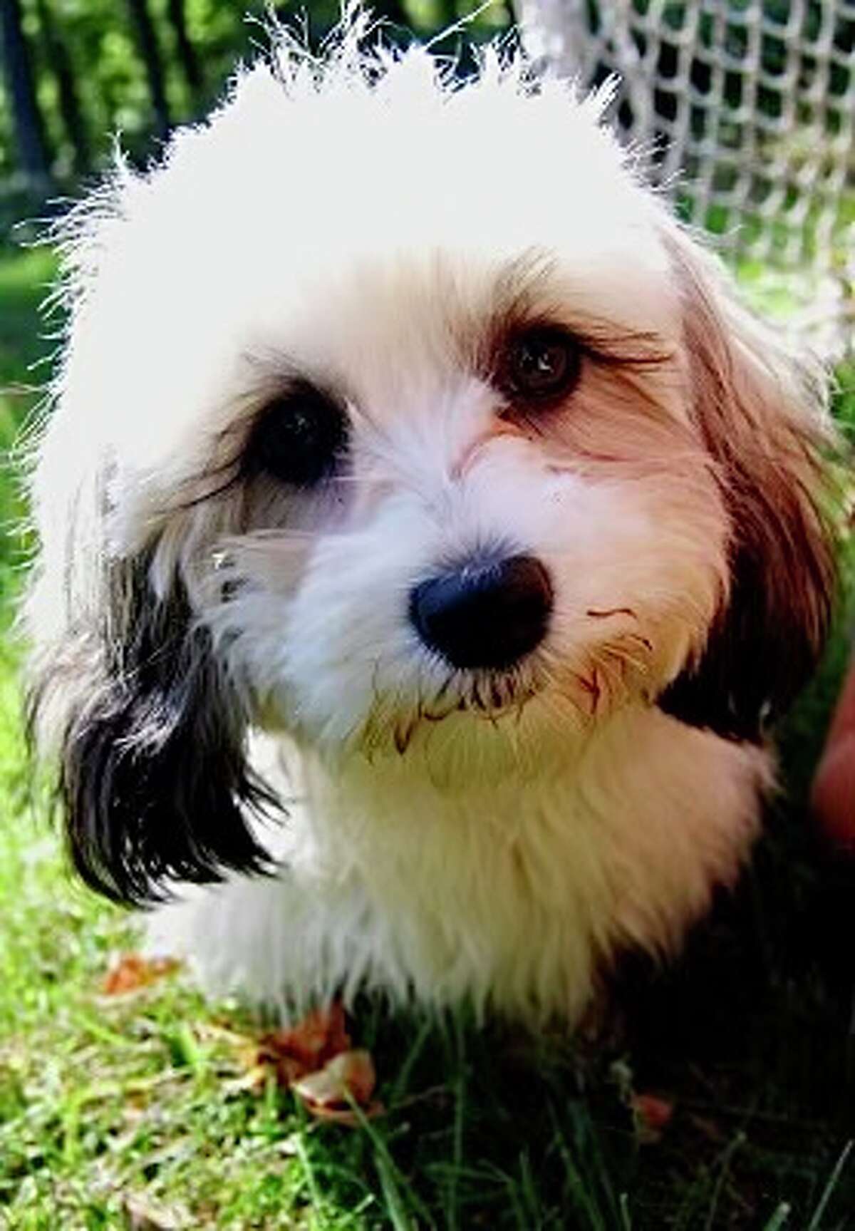 Lily, a Shi Tzu mix, was run over and killed at her home in Ridgefield in April 2021. Owners Neil and Meg Brisson sued the delivery company, but a judge ruled recently that they cannot seek damages for emotional distress since a dog under state law is considered property.