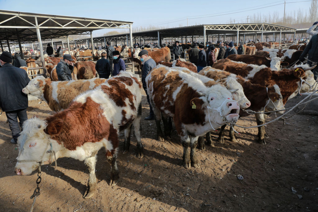 US Cattle-trading Ponzi Scheme Organizers Sentenced