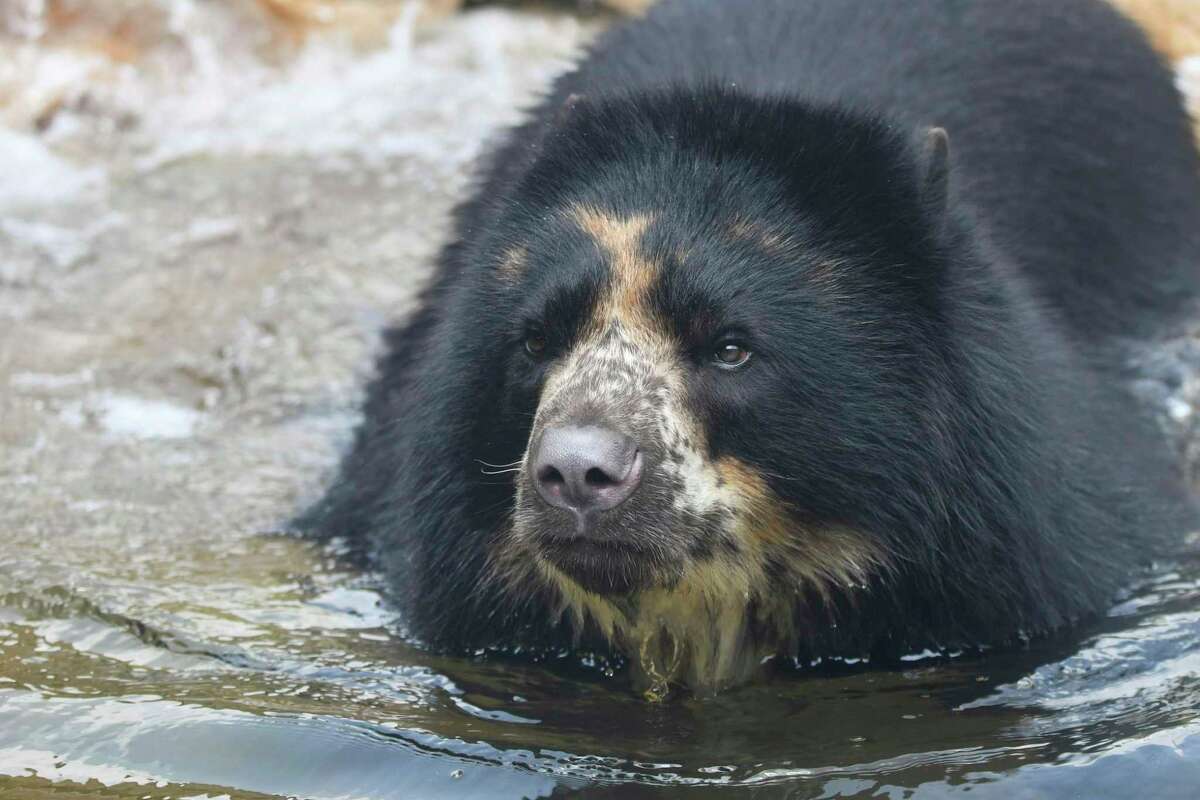 This 2021 photo provided by the St. Louis Zoo shows the zoo's Andean Bear named Ben. Zoo officials say they are working to find a way to keep Ben inside his enclosure after he escaped Thursday, Feb. 23, 2023, for the second time this month. The bear was outside for less than an hour and was found only about 100 feet away from his habitat, zoo officials said in a statement. (JoEllen Toler/St. Louis Zoo via AP)
