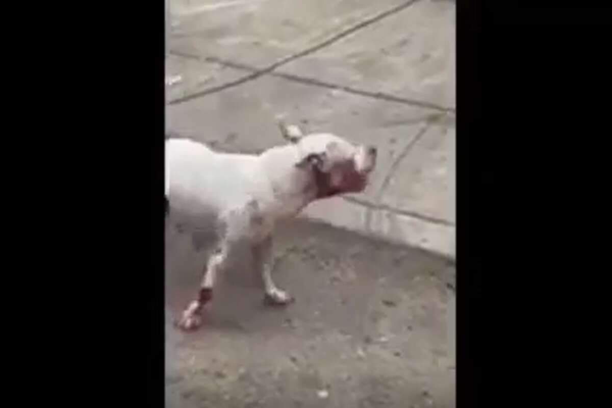 pakistani bully dog attack