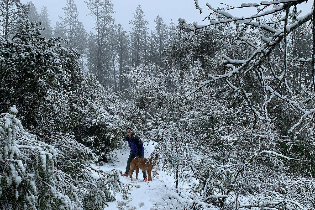 Tilden Regional Park turns into ski slope as snow falls in Berkeley