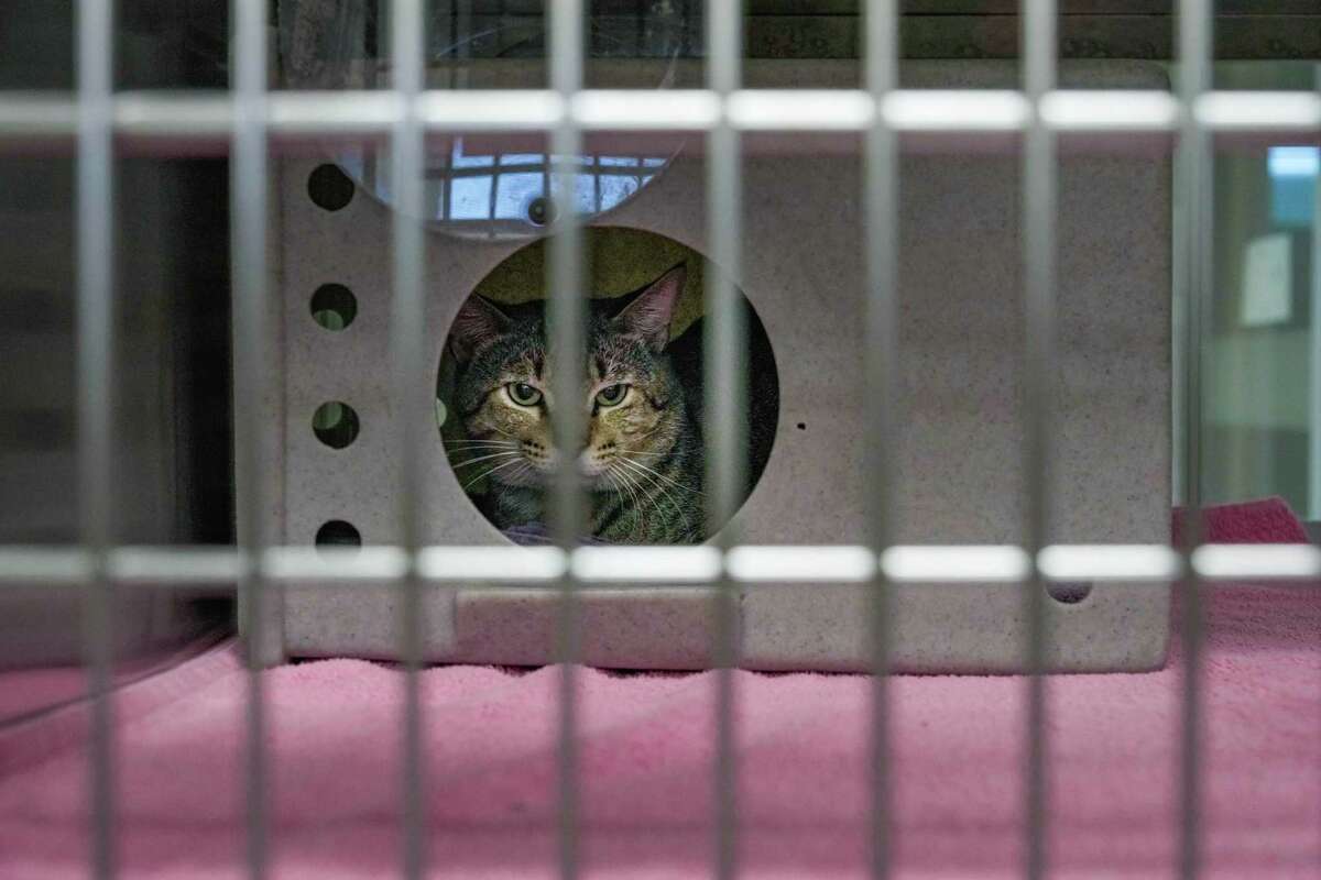 Harris County shelter volunteers demand changes over cruelty concerns