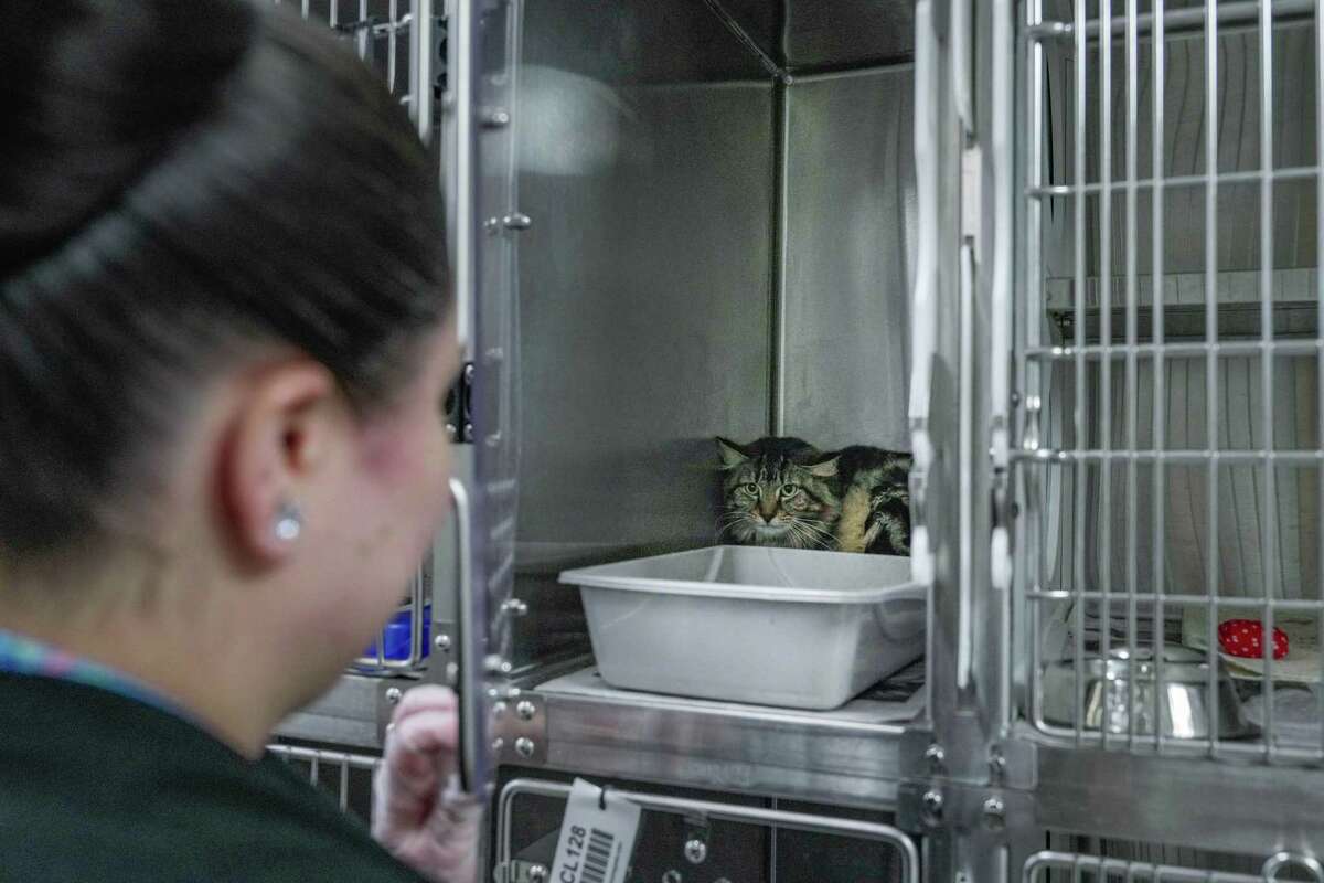 Harris County shelter volunteers demand changes over cruelty concerns