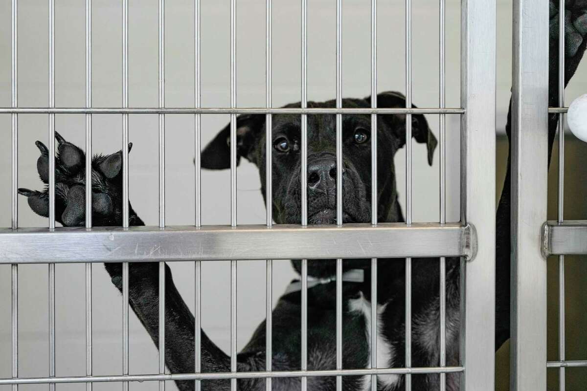 Harris County shelter volunteers demand changes over cruelty concerns