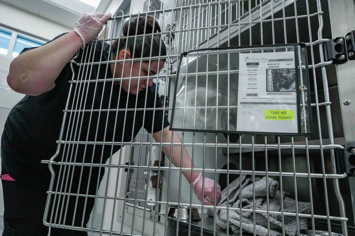 Harris County shelter volunteers demand changes over cruelty concerns