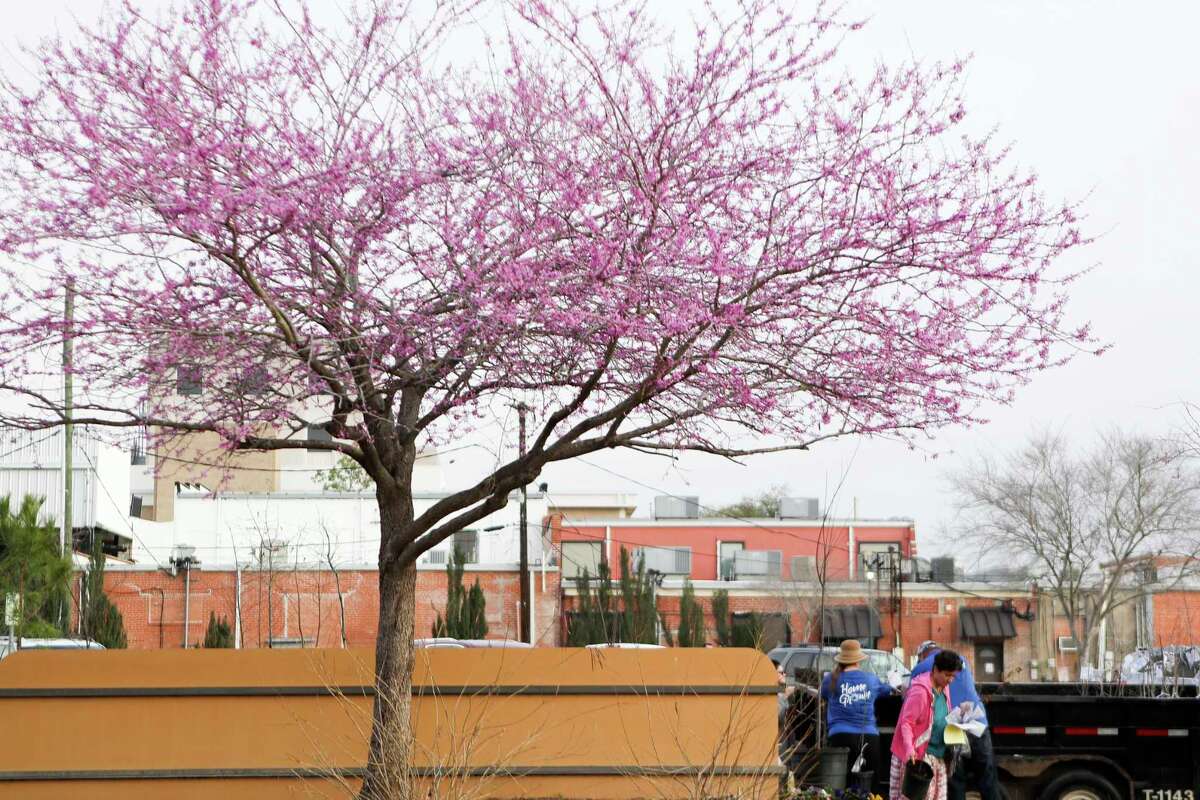 Group gives away free trees in Conroe for annual Arbor Day event