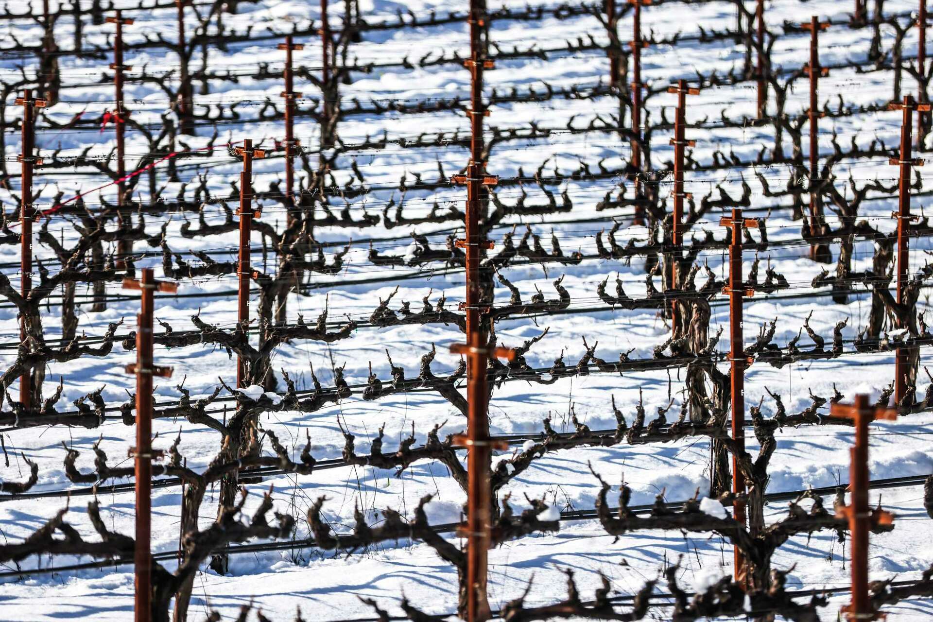 Napa Valley vineyards got historic snowfall on Friday