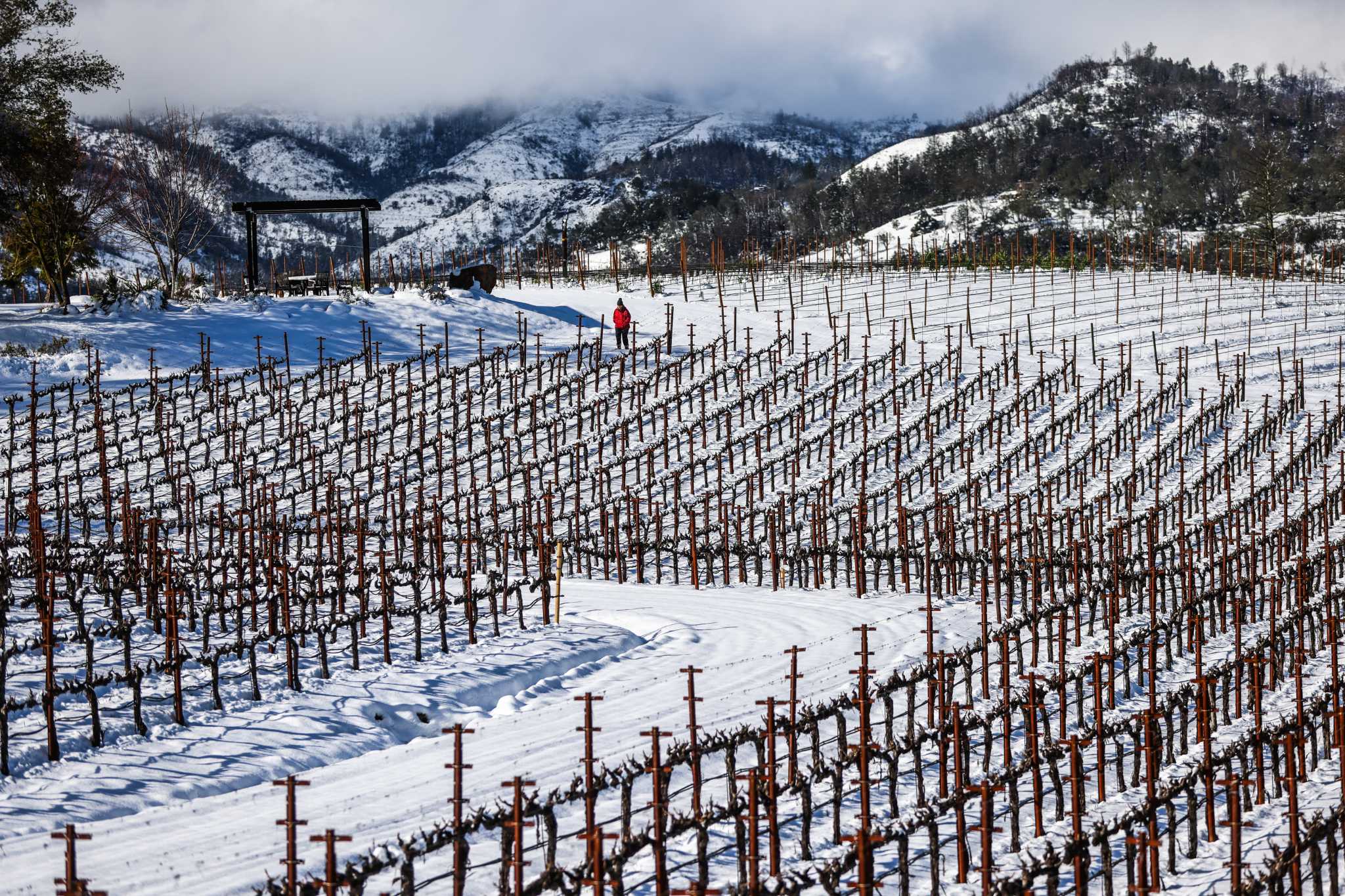 Napa Valley vineyards got historic snowfall on Friday