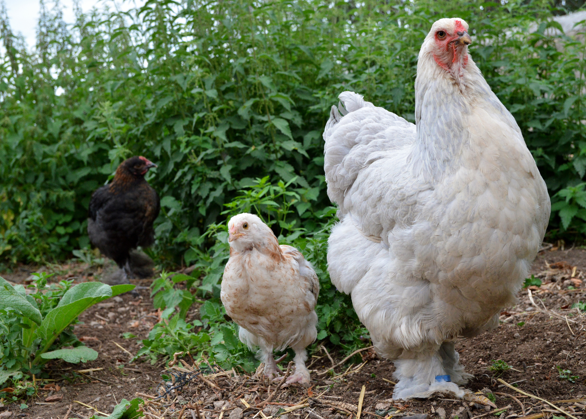 San Antonio Brahmas searches lead curiously to chicken breed