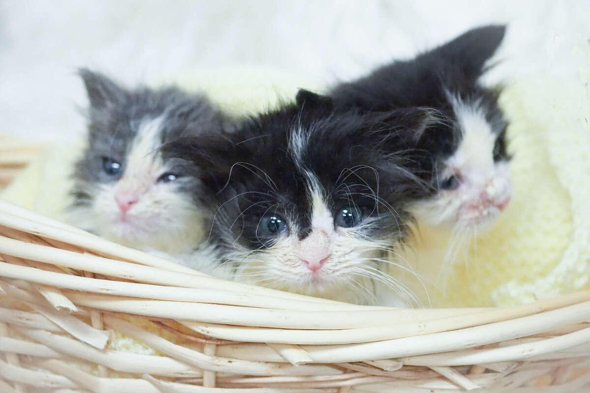 Spring, also known as kitten season, is fast approaching. Local SPCA organizations have foster programs where people can be matched with kittens that they can temporarily take into their homes.