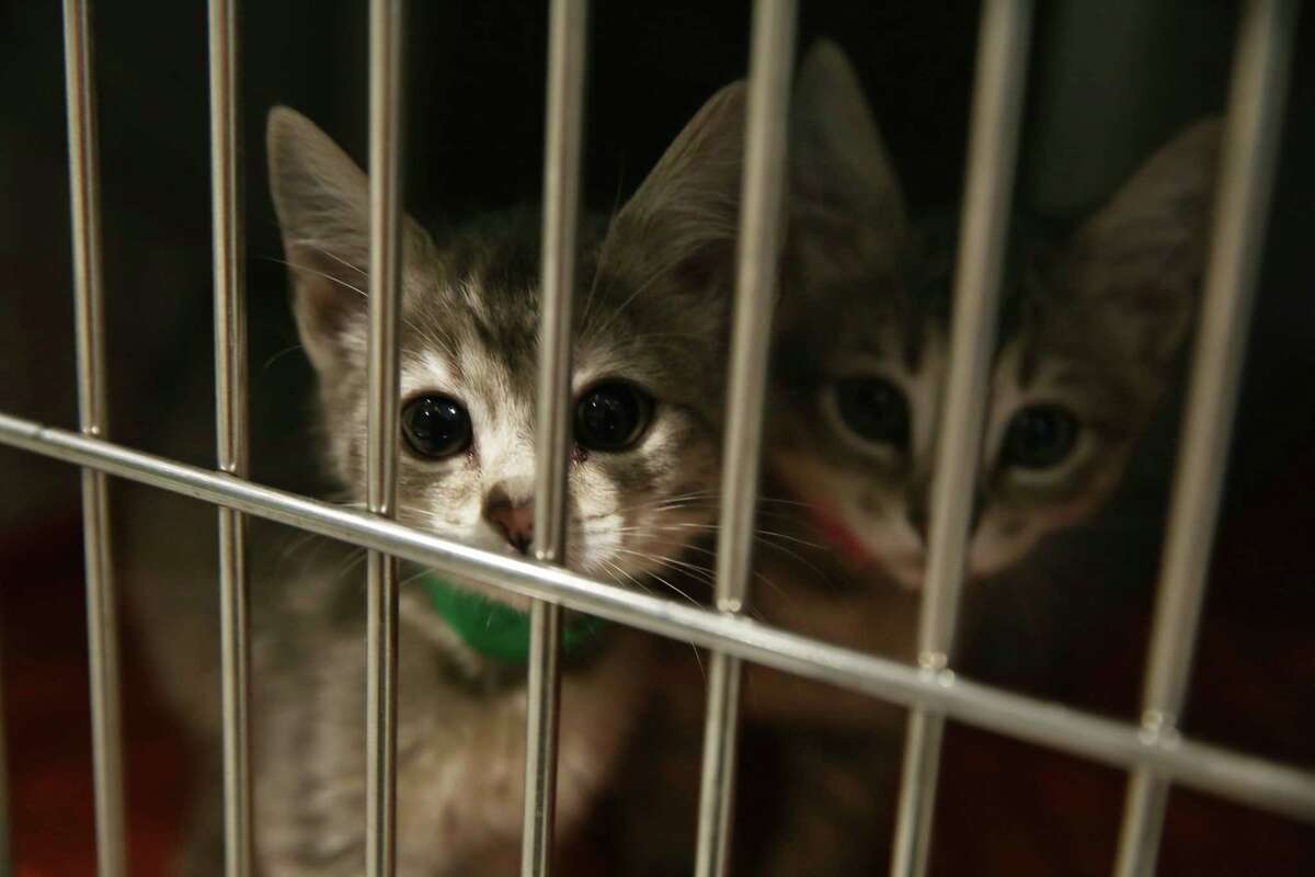 Van filled with cats stolen from Napa animal rescue Van filled with cats stolen from Napa animal rescue