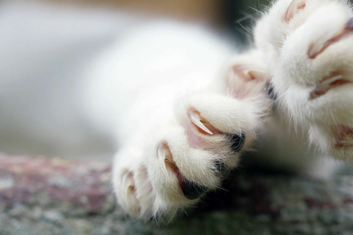 Veterinarians in Illinois are scratching back at proposed legislation that would ban the declawing of cats.
