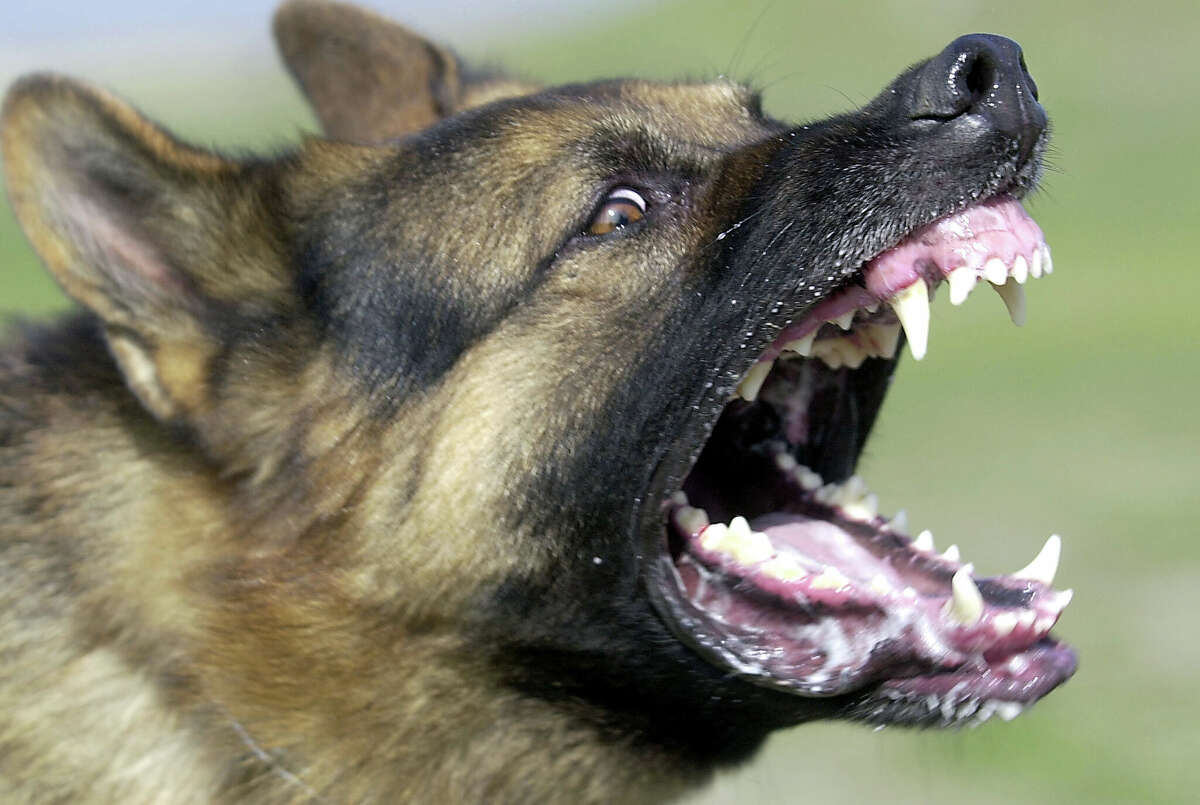 No escape plan is foolproof when it comes to aggressive dogs.