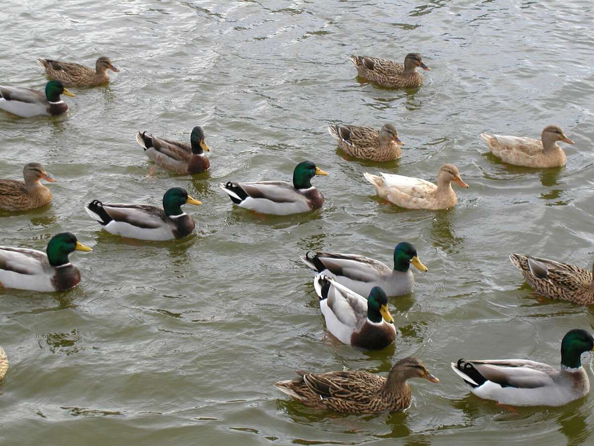 These ducks are wild on Lake Conroe, but if you started to feed them they would become a terrible nuisance.
