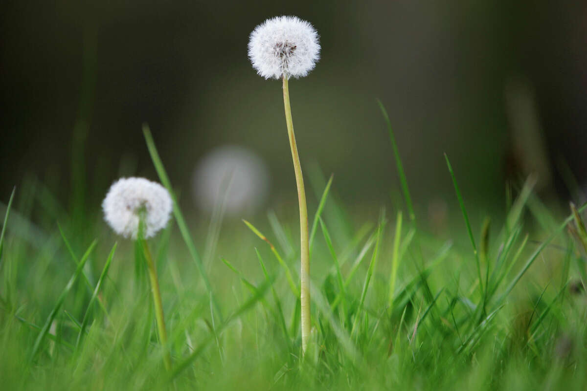 In many lawns, the winter weeds such as dandelions are green and lush. A contact herbicide can help control them.