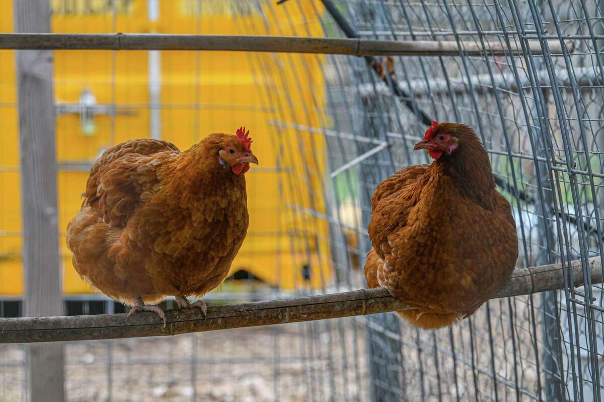 National egg shortage sees Texas legislators taking action