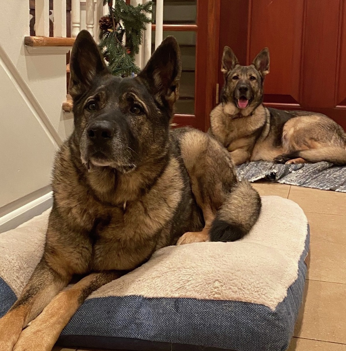 Michael Konschak, of Carmel, N.Y., killed and skinned German Shepherds, Cimo and Lieben, after they escaped their Ridgefield yard in November, according to a warrant for his arrest. 