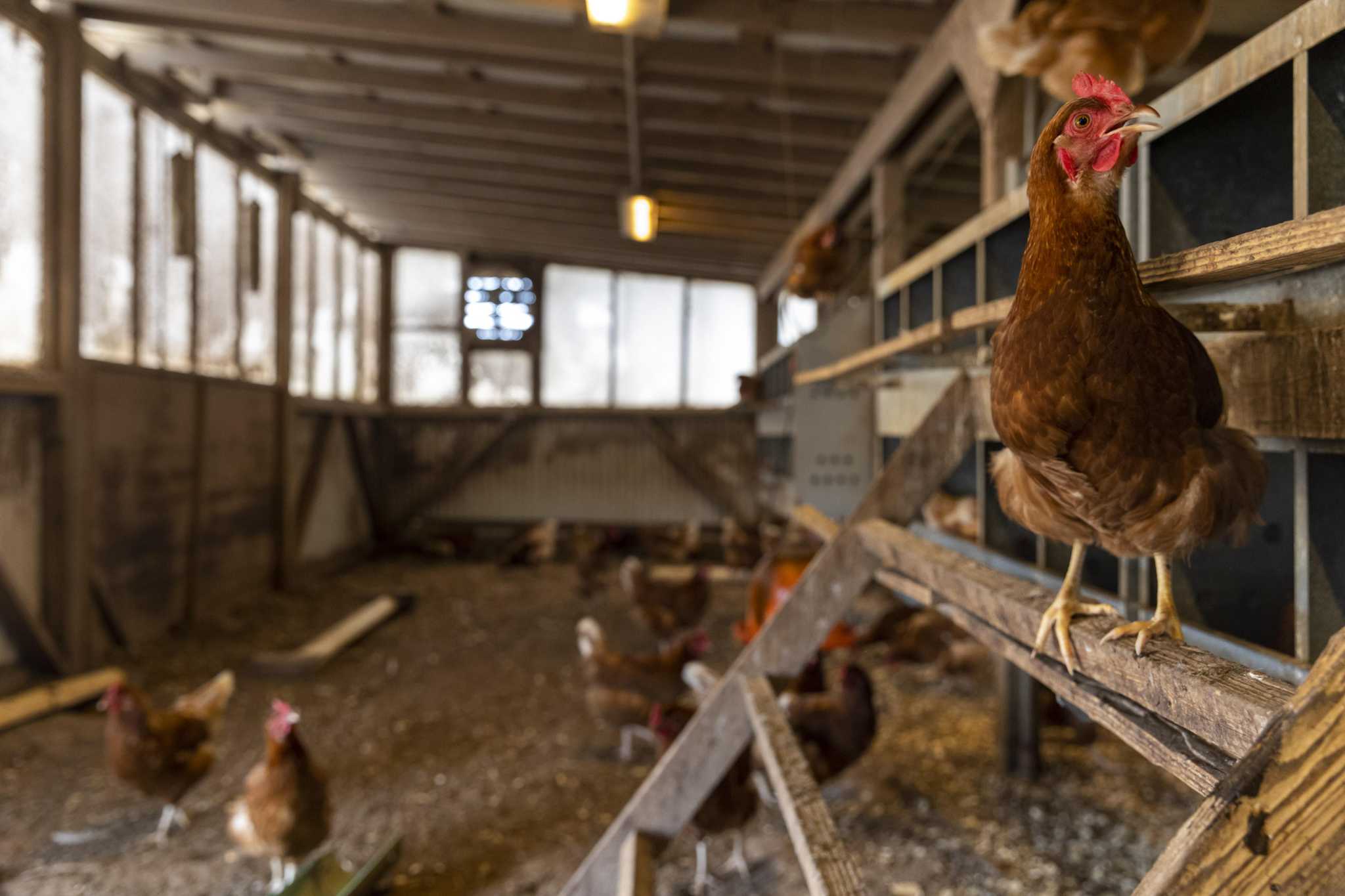 As Avian Flu Endures Texas Farmers Try To Protect Flocks