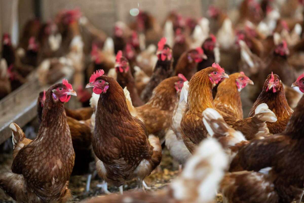 As avian flu endures, Texas farmers try to protect flocks