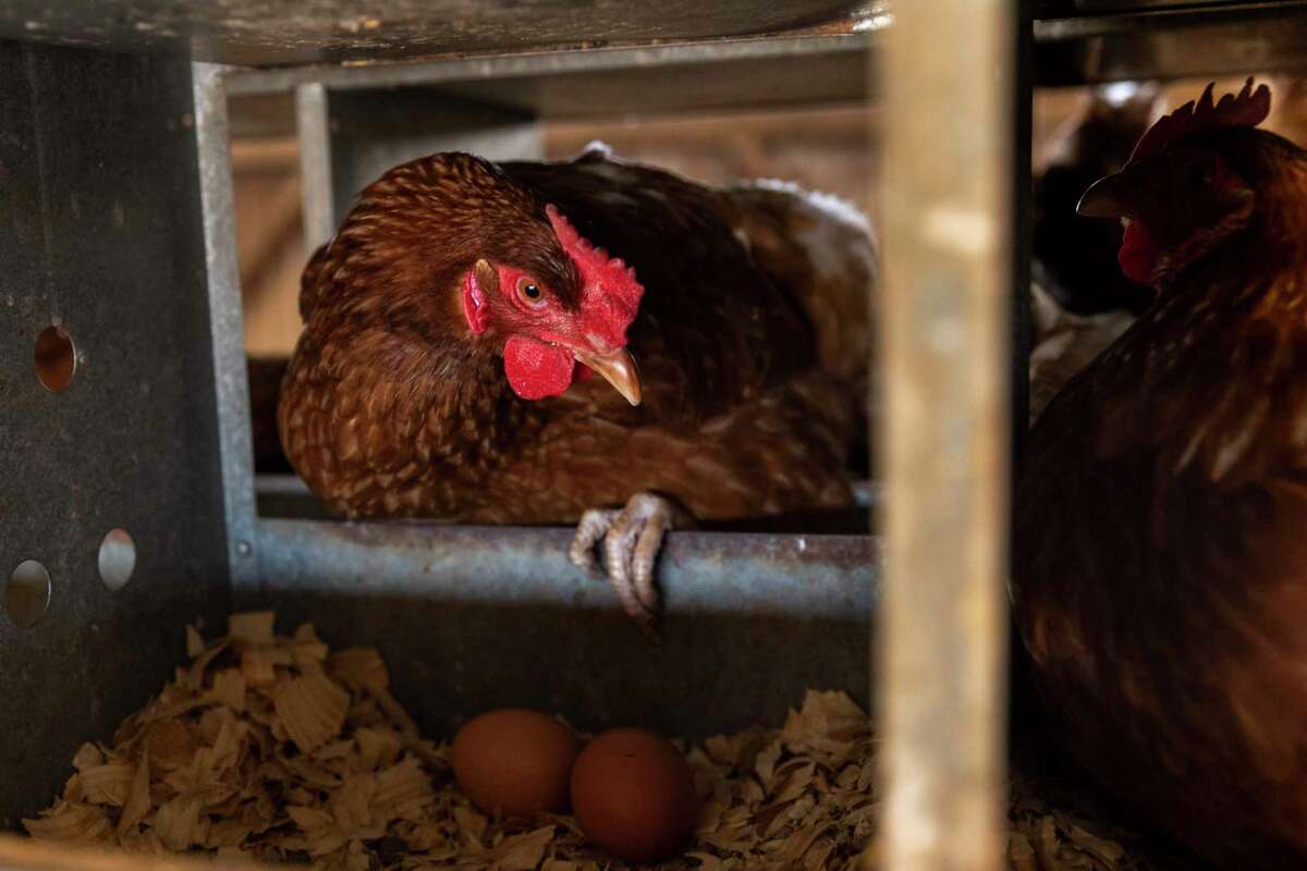 A hen is seen laying in a nesting box at Happy Chick Farms in Lockhart on Feb. 24, 2023.