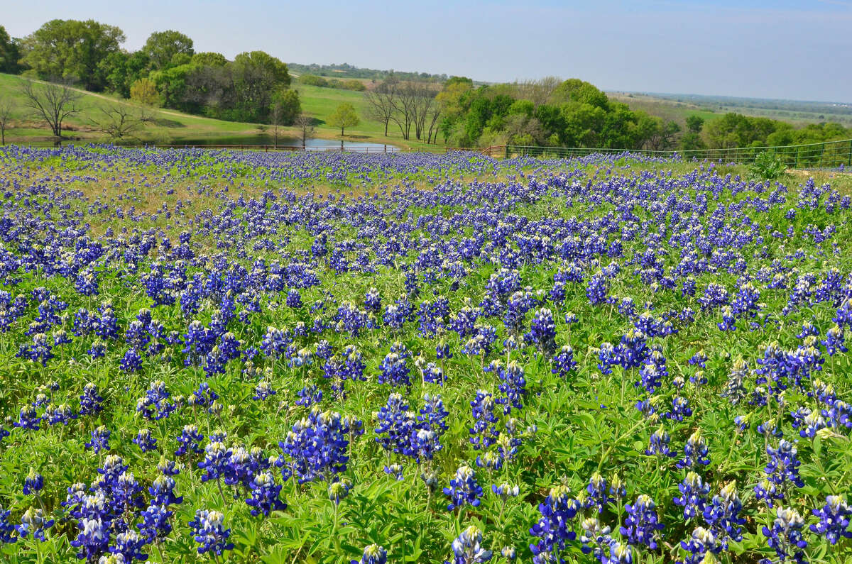 The 2023 bluebonnet season in Texas starts this spring