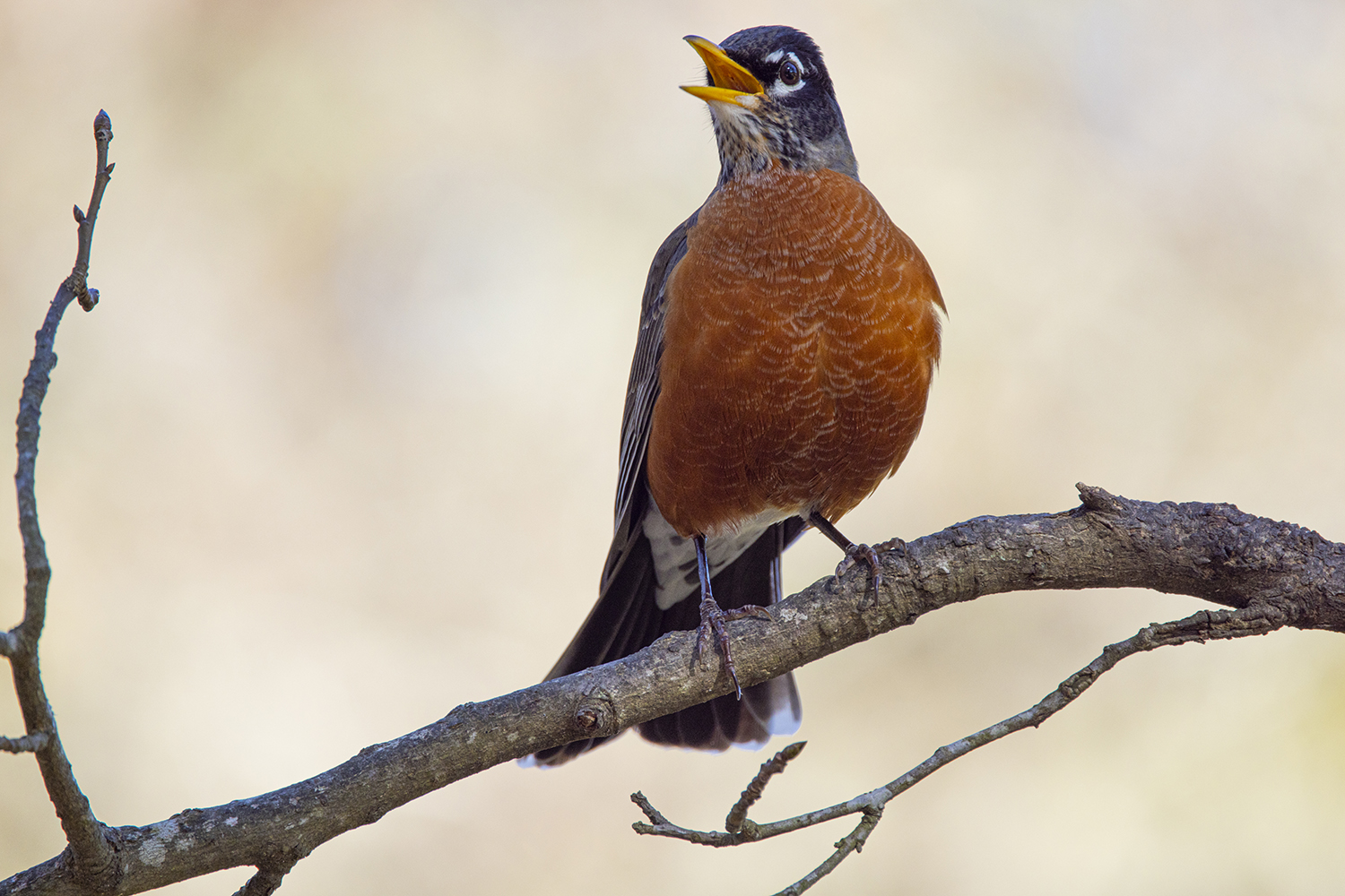 Why do birds sing? Spring is mating time for songbirds