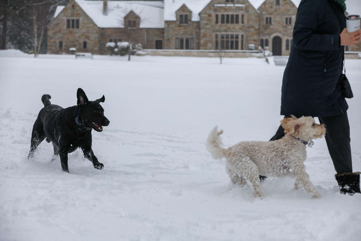 FILE PHOTO: Dogs Holly and Ranger play with their owner at Cranbury Park in Norwalk, Conn. on Tuesday, Feb. 28, 2023. The National Weather Service has issued winter weather advisories for Fairfield, New Haven and Litchfield counties for Friday night into Saturday morning as the region expects 3 to 6 inches of snow. 