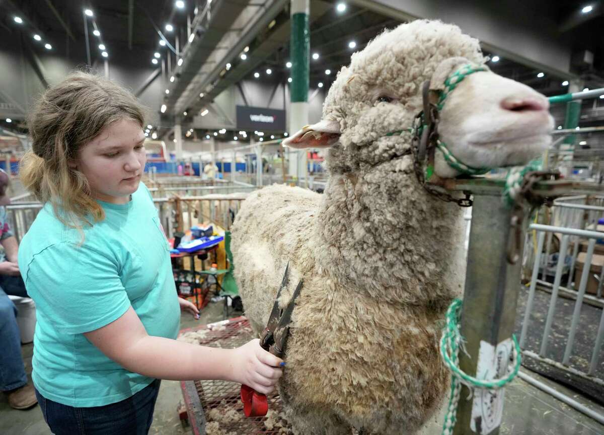 Kylie Parker, 10, of Eldorado, prepares a Delaine Merino sheep for show during the Houston Livestock Show and Rodeo at NRG Park Tuesday, Feb. 28, 2023, in Houston.
