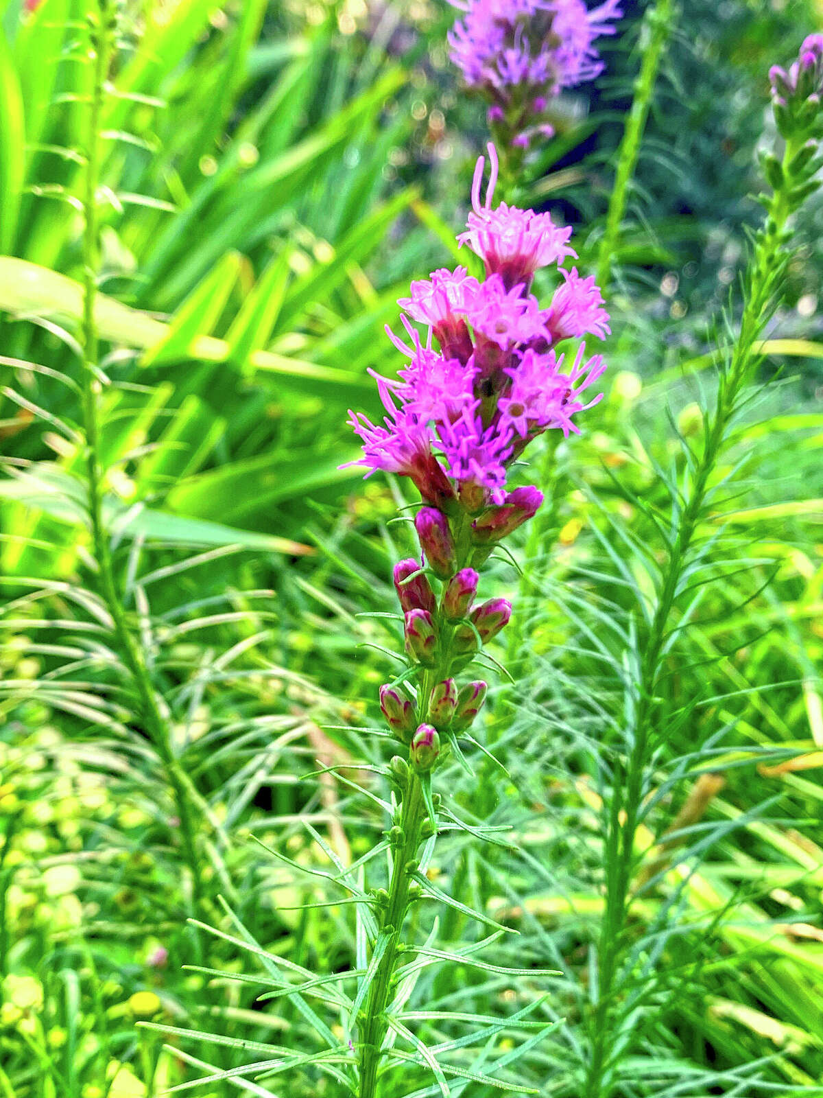 Liatris spicata is known by several common names, including gayfeather and blazing star.