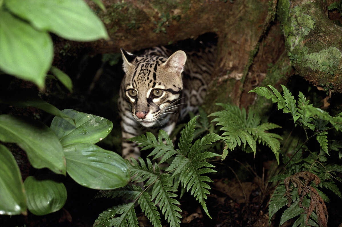 Endangered animal species Ocelot seen running on Texas road