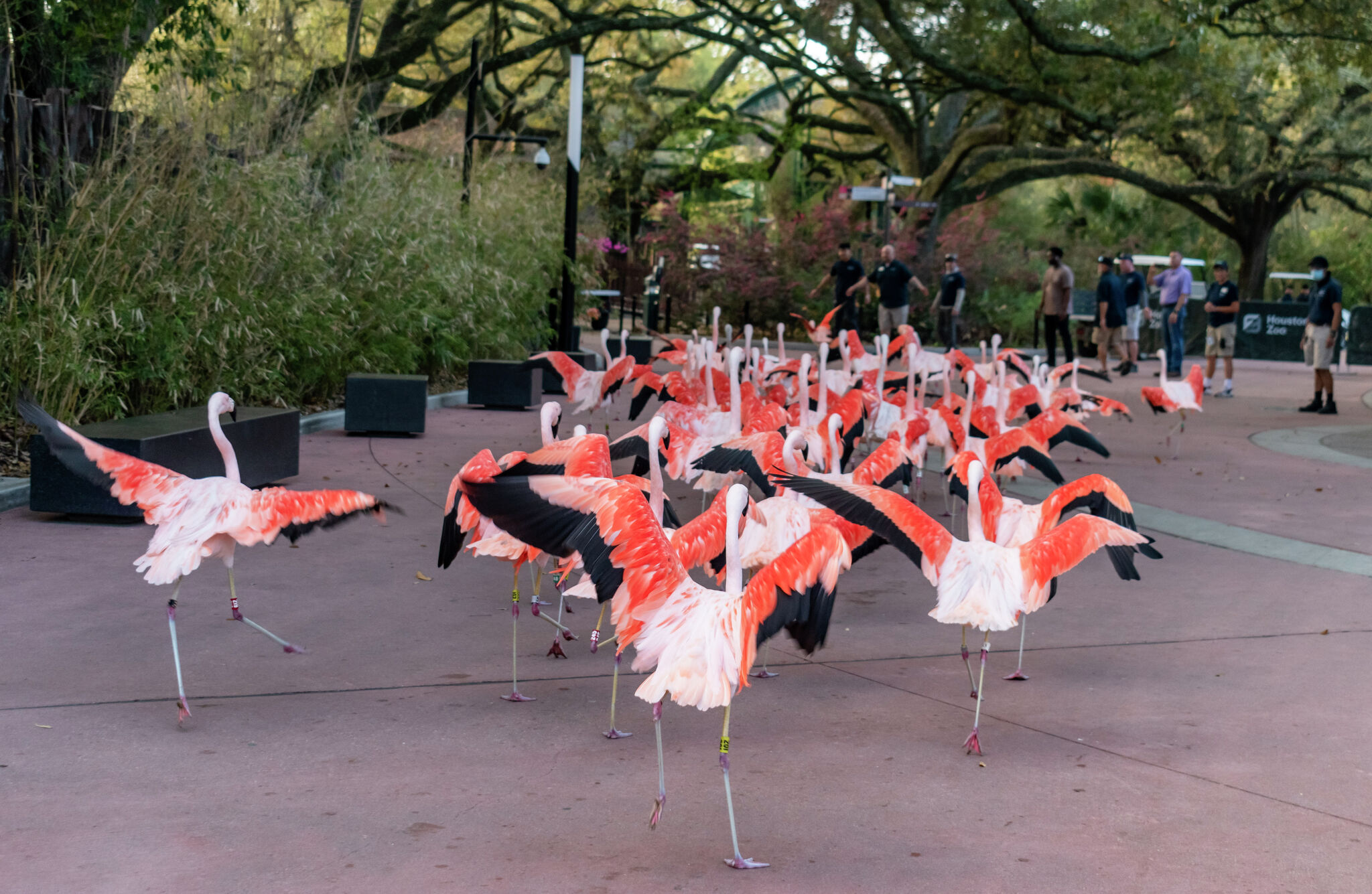 How The Houston Zoo Moved A Flock Of Flamingos To A New Home   RawImage 