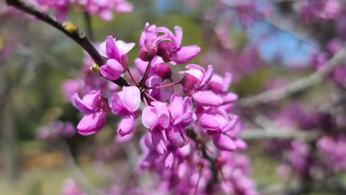 Texas native redbud trees provide year-round interest