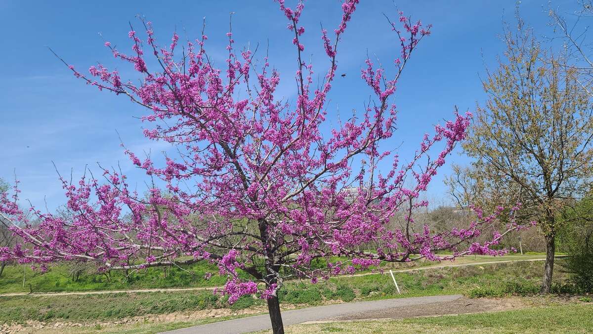 The redbud, native to Texas, provides year-round interest with blooms, leaves, and seed pods. 