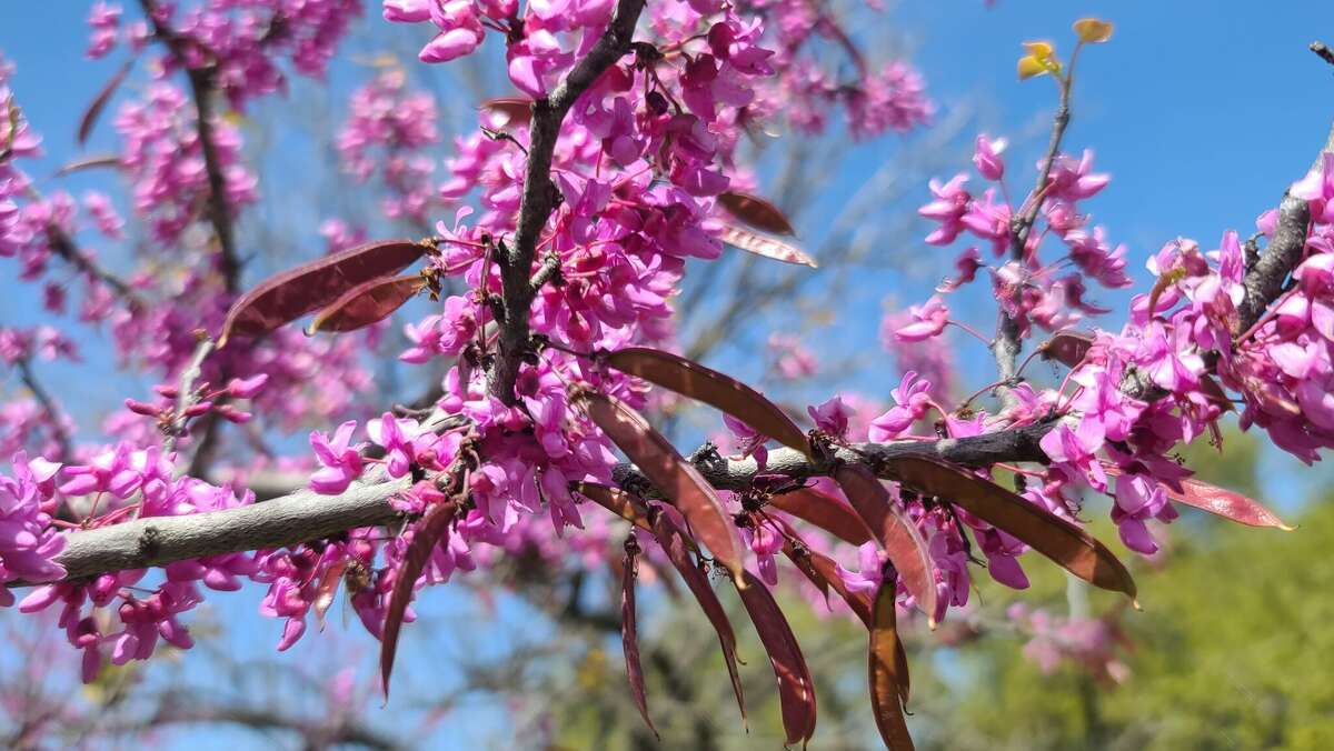 The redbud, native to Texas, provides year-round interest with blooms, leaves, and seed pods. 