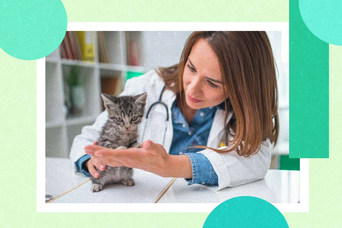 The 4 best pet insurance carriers of March 2023