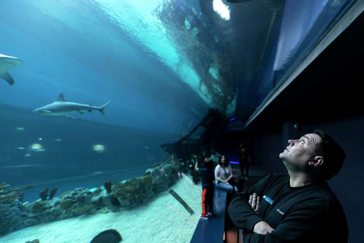 Jesse Gilbert, president and CEO at the Texas State Aquarium, looks up at sharks swimming at the aquarium in Corpus Christi.