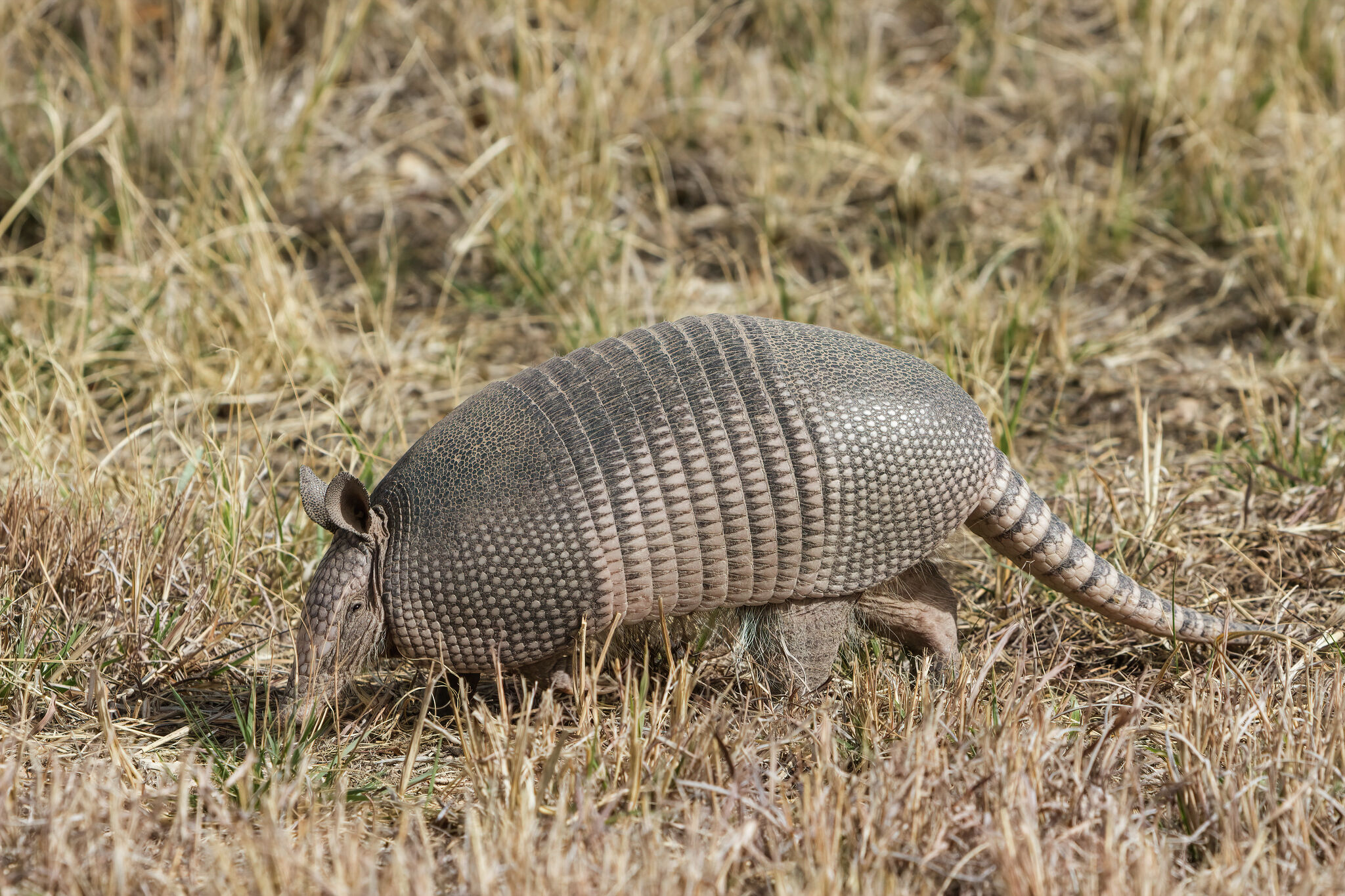 Texas Independence celebrations feature armadillo races