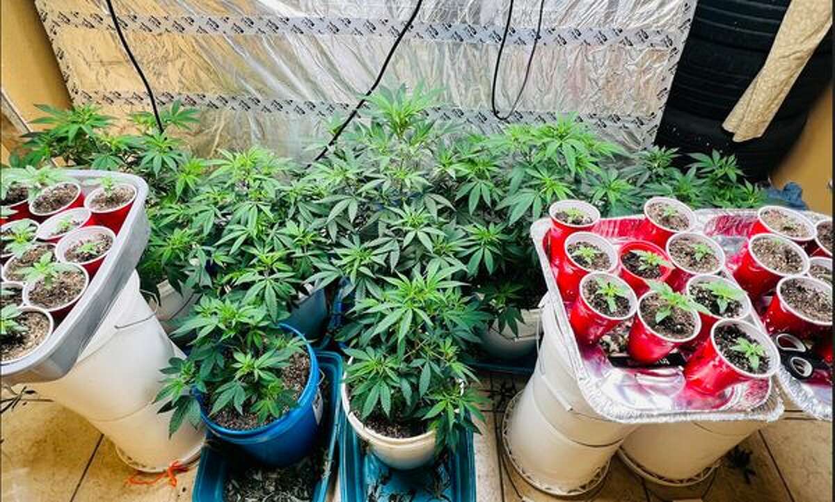 Border Patrol in the Rio Grande Valley recently posted a marijuana grow house bust in Cameron County. 