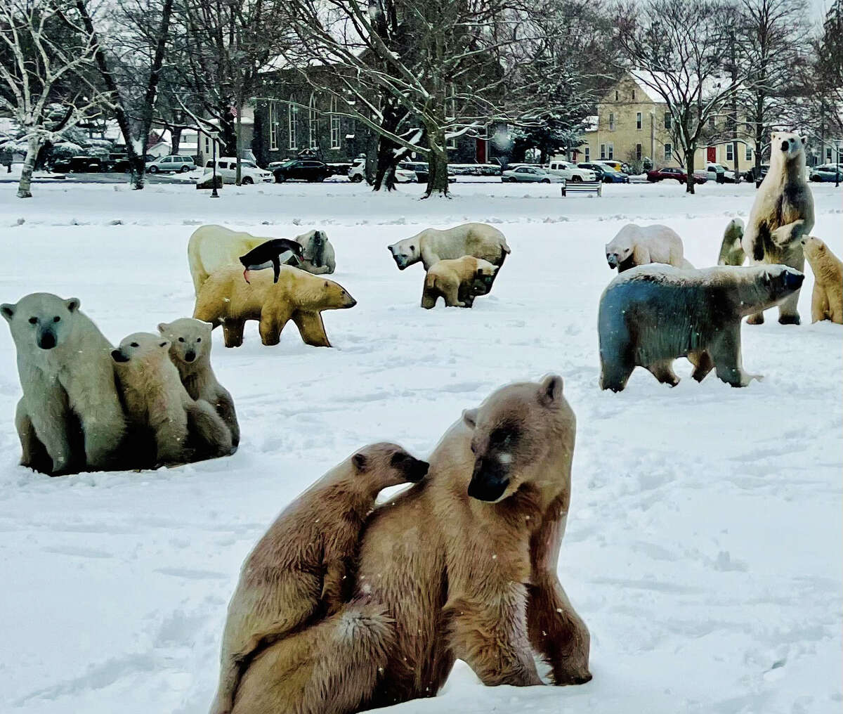 The polar bears look like they are in their natural habitat - but it's not north of the Arctic, but on the Guilford Green.