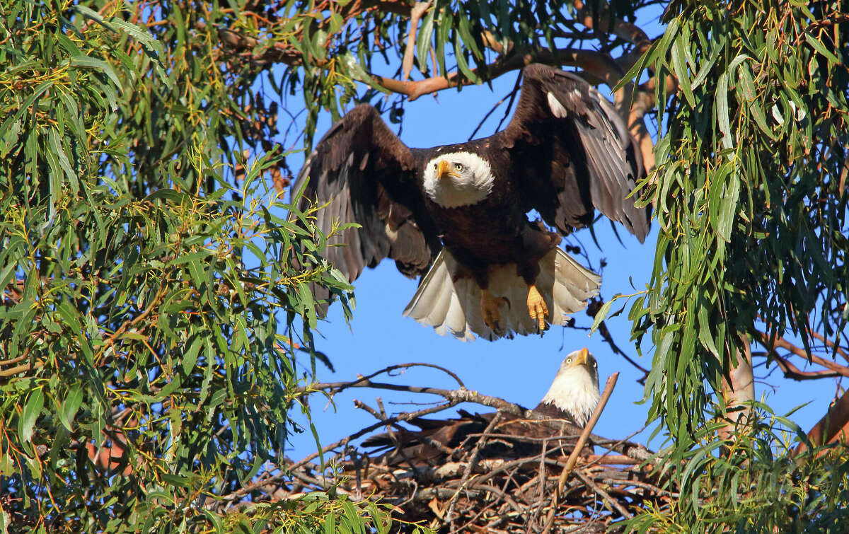 'It's very rare' Bald eagles nest at a Bay Area golf course