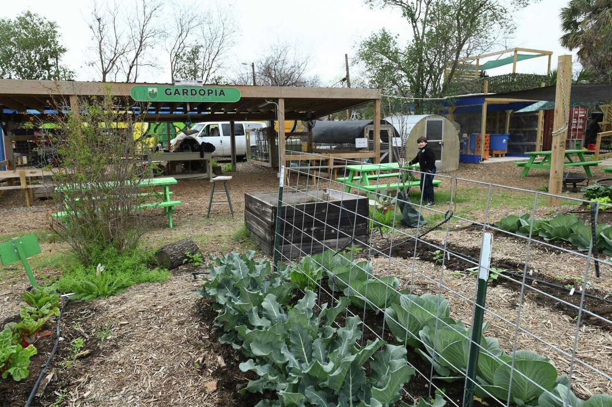 As avian flu endures, Texas farmers try to protect flocks