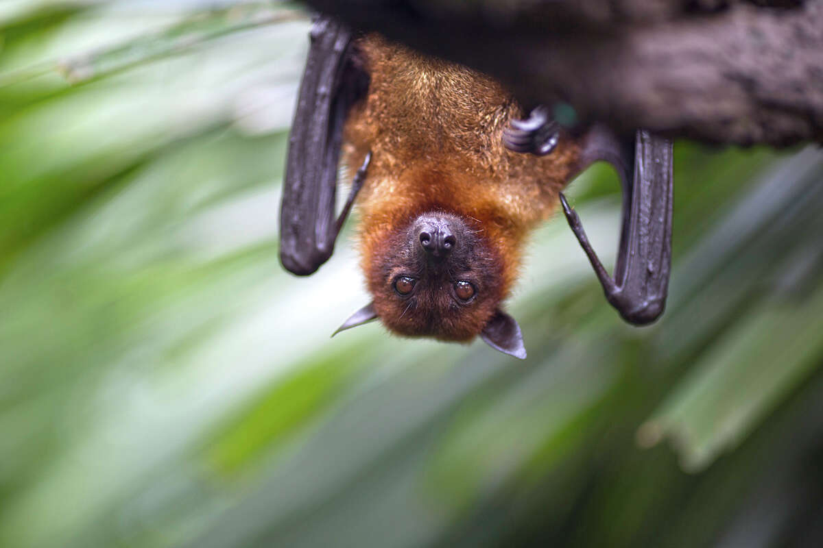 A brown bat hangs from a tree.