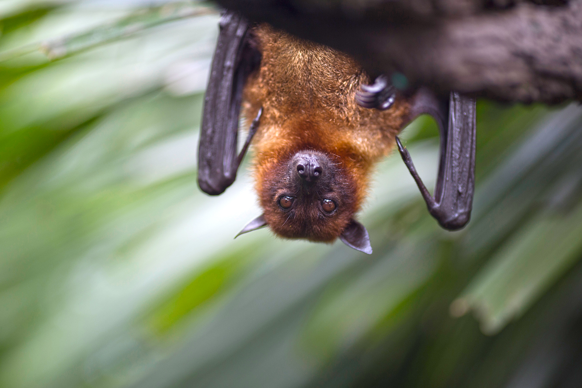 New Milford cave is sanctuary for bats at risk for deadly disease